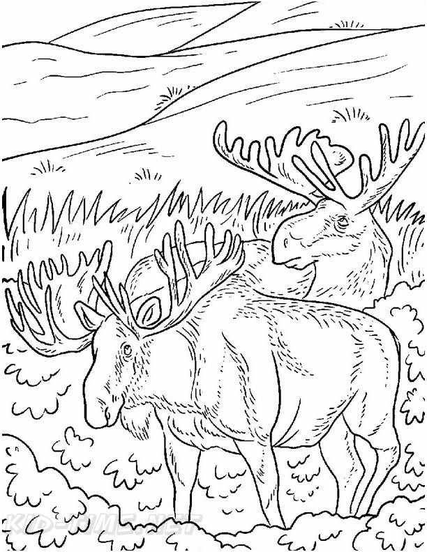 free printablebear and moose coloring pages