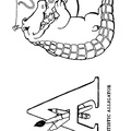A Alligator Animal Alphabet Coloring Book Page