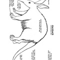 aardvark-coloring-pages-008.jpg