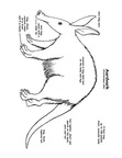Aardvark Coloring Book Page