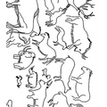 Aboriginal Animal Evolution Drawings Coloring Book Page