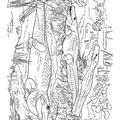 alligator-coloring-pages-022.jpg