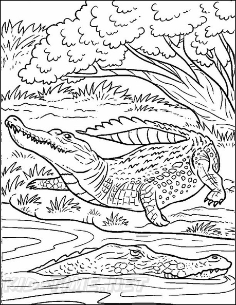 alligator-coloring-pages-057.jpg