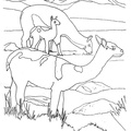 Alpaca Coloring Book Page