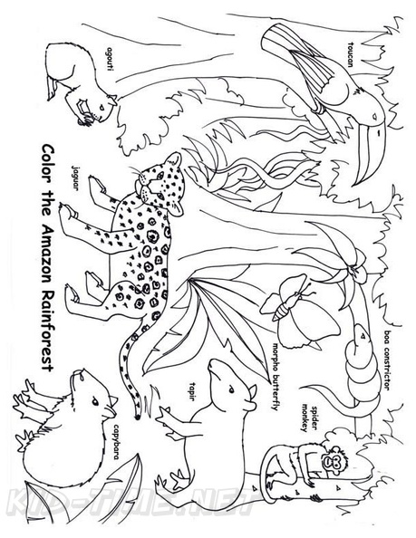 amazon-rainforest-animals-coloring-pages-010.jpg