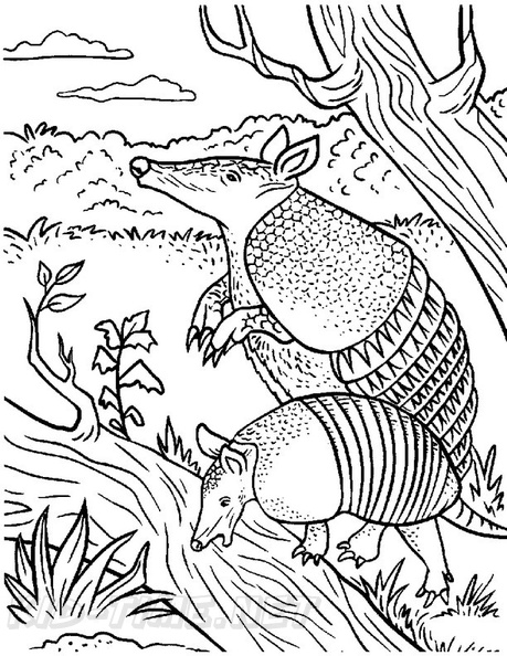 armadillo-coloring-pages-010.jpg
