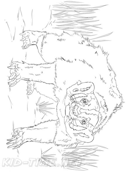 badger-coloring-pages-001.jpg