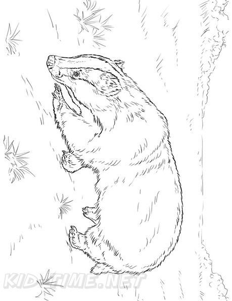 badger-coloring-pages-013.jpg