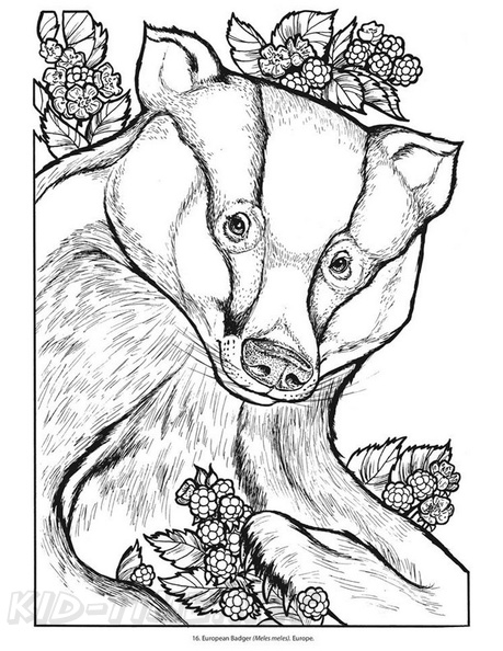 badger-coloring-pages-014.jpg