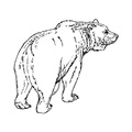 grizzly-bear-coloring-pages-034.jpg
