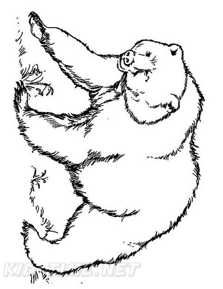 grizzly-bear-coloring-pages-079.jpg