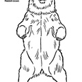 Kodiak Bear Coloring Book Page