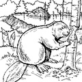 beaver-coloring-pages-011.jpg