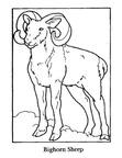 Bighorn Sheep Ram Coloring Book Page