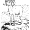 bighorn-sheep-ram-coloring-pages-013.jpg