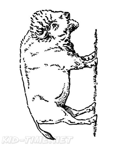 bison-coloring-pages-001.jpg