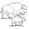 Bison Coloring Book Page
