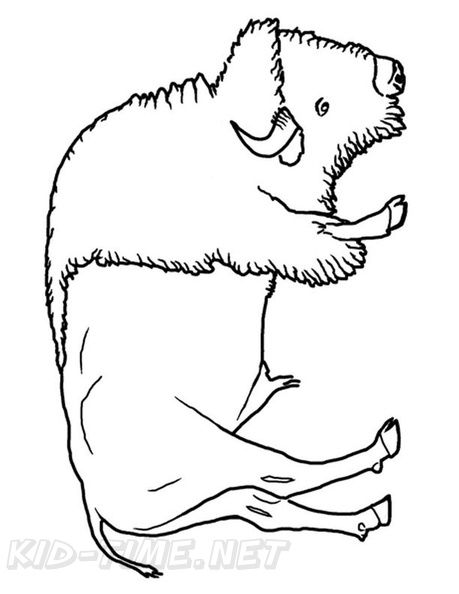 bison-coloring-pages-011.jpg