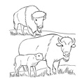 bison-coloring-pages-017.jpg