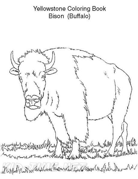 bison-coloring-pages-019.jpg