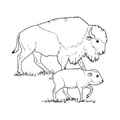 bison-coloring-pages-022.jpg