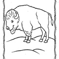 bison-coloring-pages-023.jpg