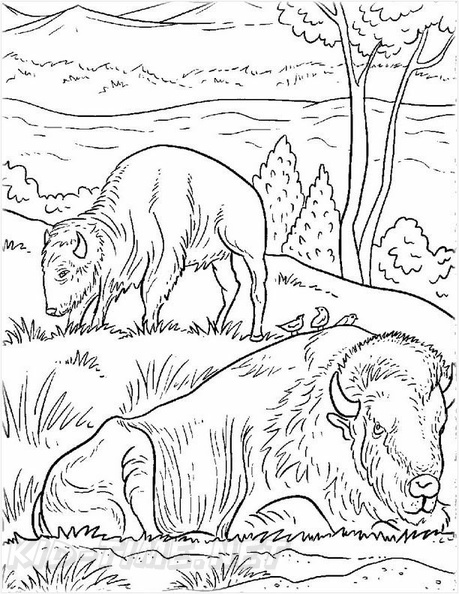 bison-coloring-pages-025.jpg