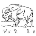 bison-coloring-pages-029.jpg