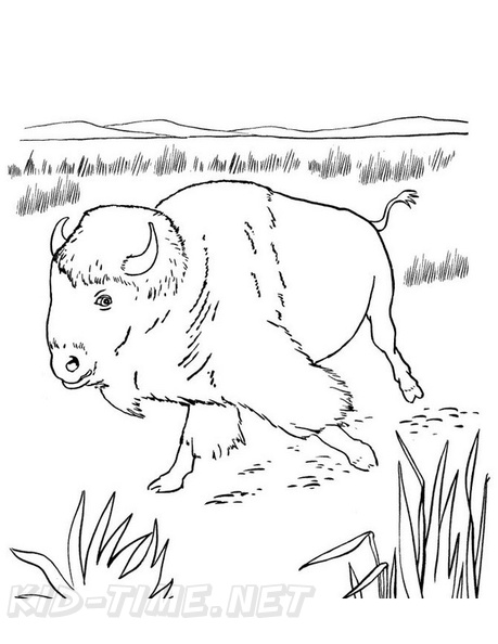 bison-coloring-pages-038.jpg