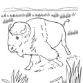 bison-coloring-pages-038.jpg
