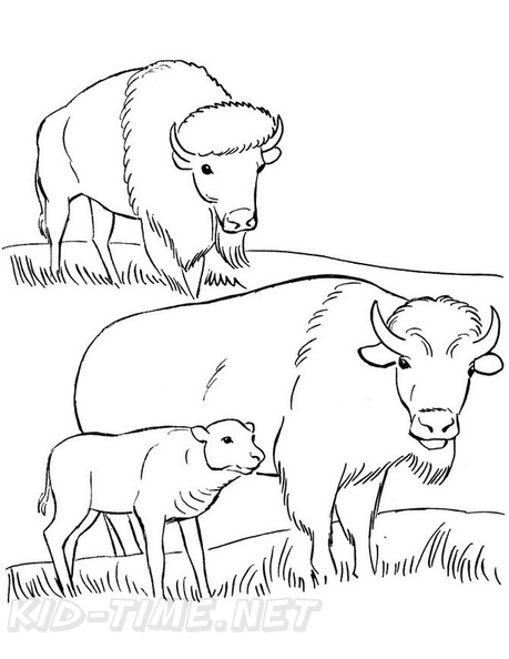 bison-coloring-pages-039.jpg