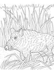 boar-coloring-pages-003