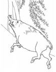 boar-coloring-pages-005
