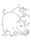 boar-coloring-pages-011