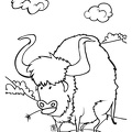 buffalo-coloring-pages-003.jpg