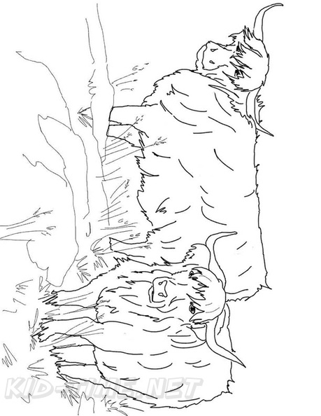 buffalo-coloring-pages-007.jpg