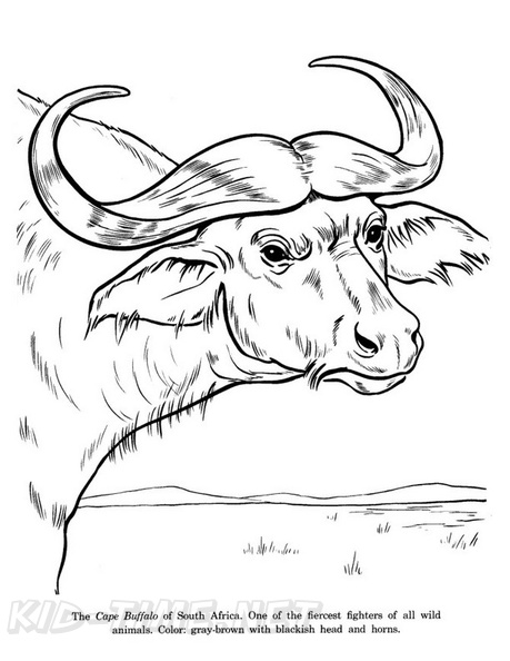 buffalo-coloring-pages-011.jpg
