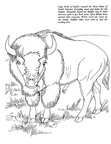 Buffalo Coloring Book Page