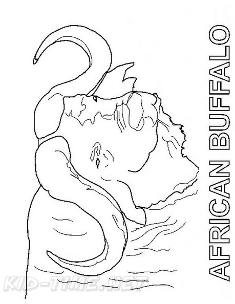 buffalo-coloring-pages-022.jpg