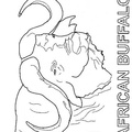 buffalo-coloring-pages-022.jpg