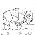buffalo-coloring-pages-025.jpg