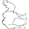 camel-coloring-pages-045.jpg