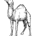 camel-coloring-pages-053.jpg
