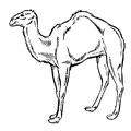 camel-coloring-pages-058.jpg