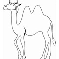 camel-coloring-pages-061.jpg