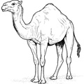 camel-coloring-pages-076.jpg