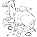 camel-coloring-pages-077.jpg