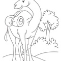 camel-coloring-pages-079.jpg