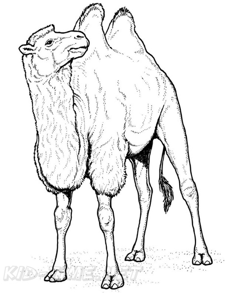 camel-coloring-pages-123.jpg