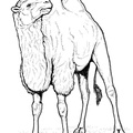 camel-coloring-pages-123.jpg